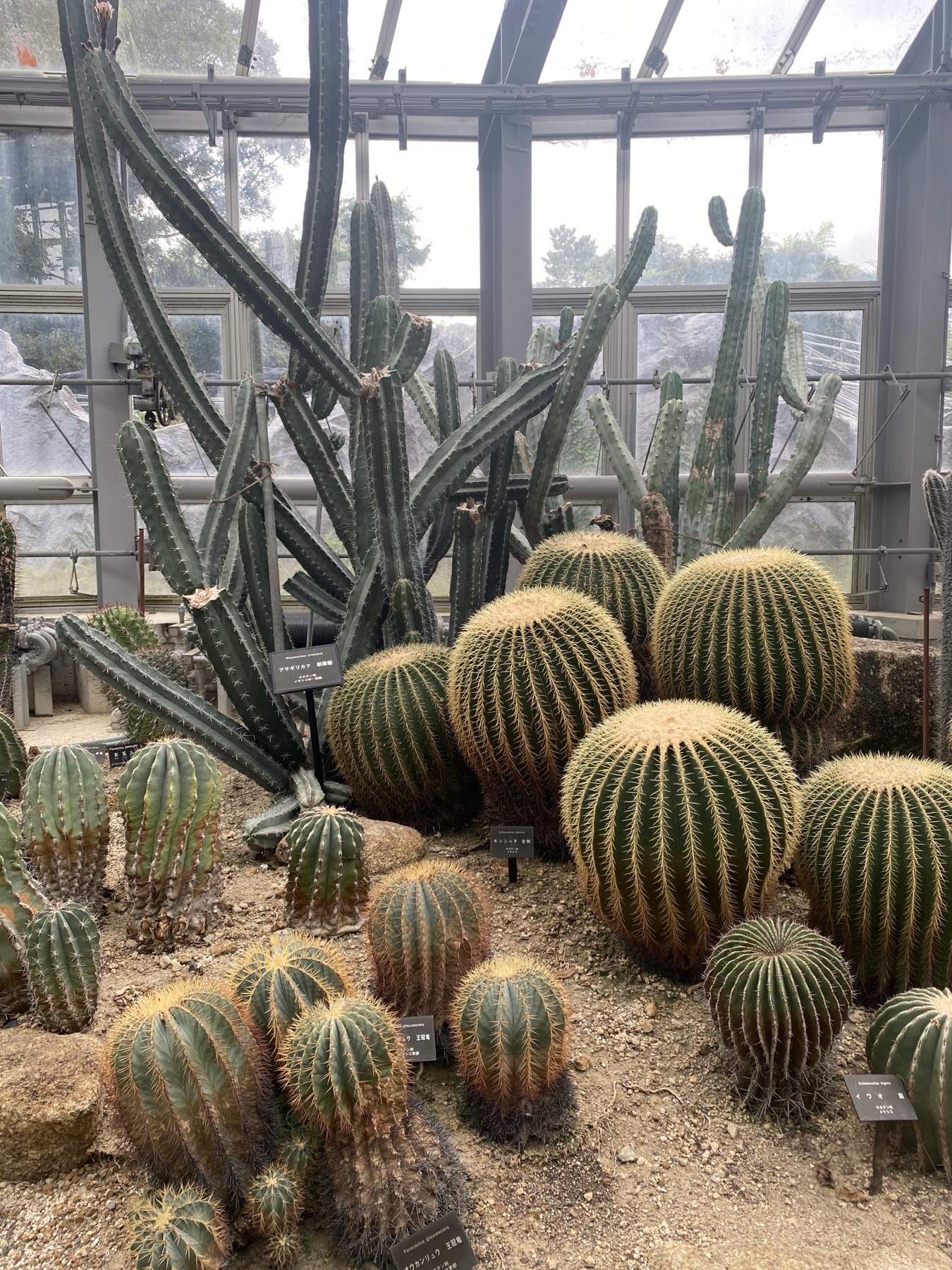 A bed of round barrel cacti and columnar cacti growing in pale gravel inside the desert room of the conservatory at the Kyoto Prefectural Botanical Garden, with small white plant labels