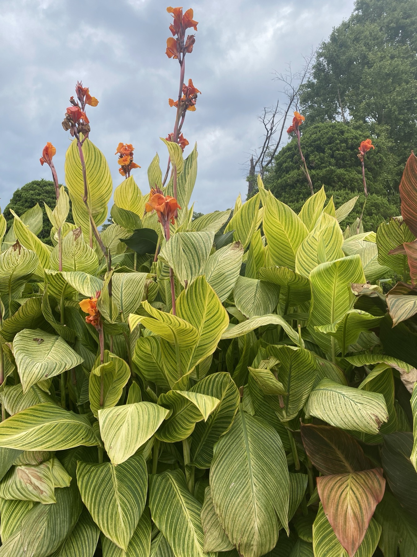 Tall variegated canna lilies with striped yellow-green leaves and orange flowers against a cloudy sky in an autumn flower bed at the Kyoto Prefectural Botanical Garden