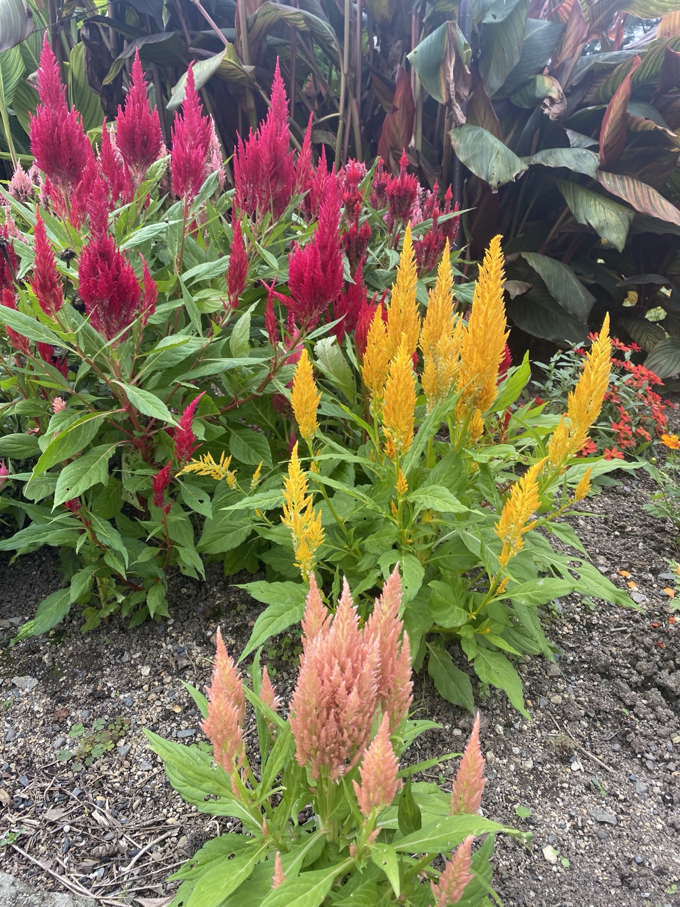 Red, yellow and peach plumed celosia flowers in full bloom in an autumn flower bed at the Kyoto Prefectural Botanical Garden, with broad canna leaves behind