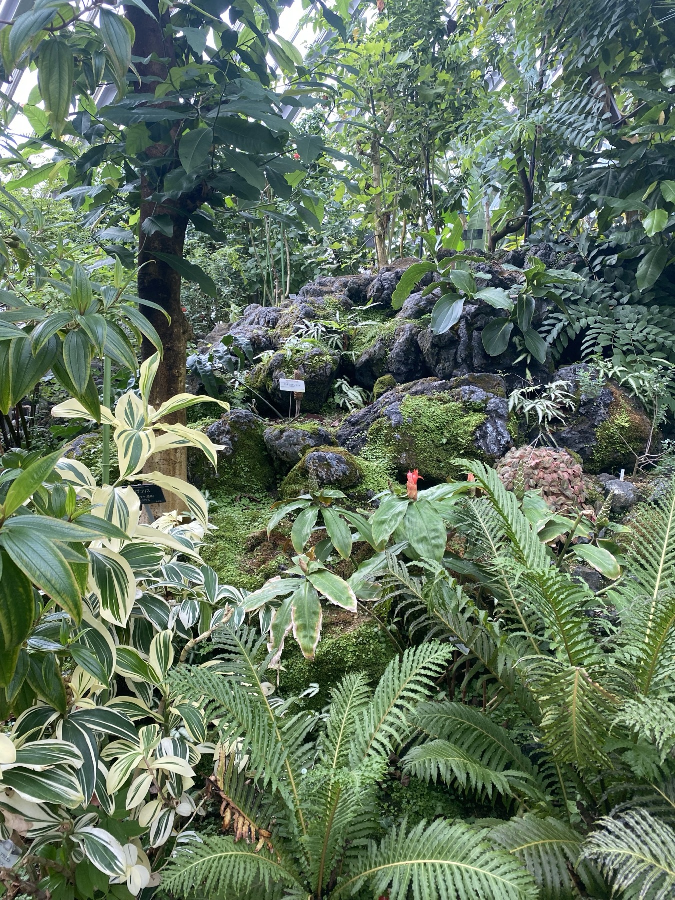 A lush green rockery of ferns, tropical foliage and mossy volcanic rock inside the warm conservatory at the Kyoto Prefectural Botanical Garden