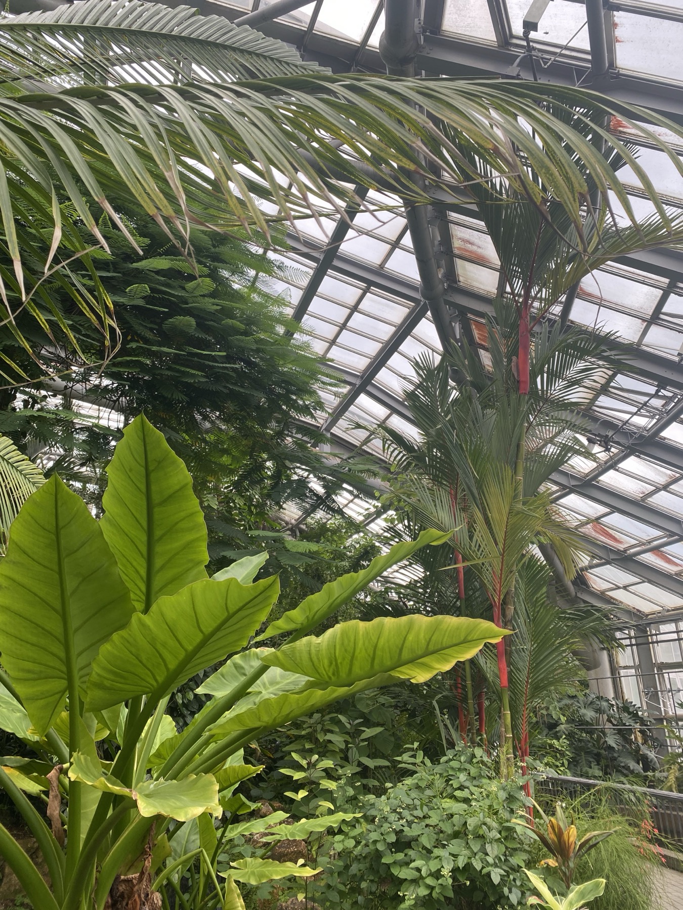 The interior of the large glass conservatory at the Kyoto Prefectural Botanical Garden, tall palms and broad tropical leaves reaching up toward the steel-and-glass roof on a grey day