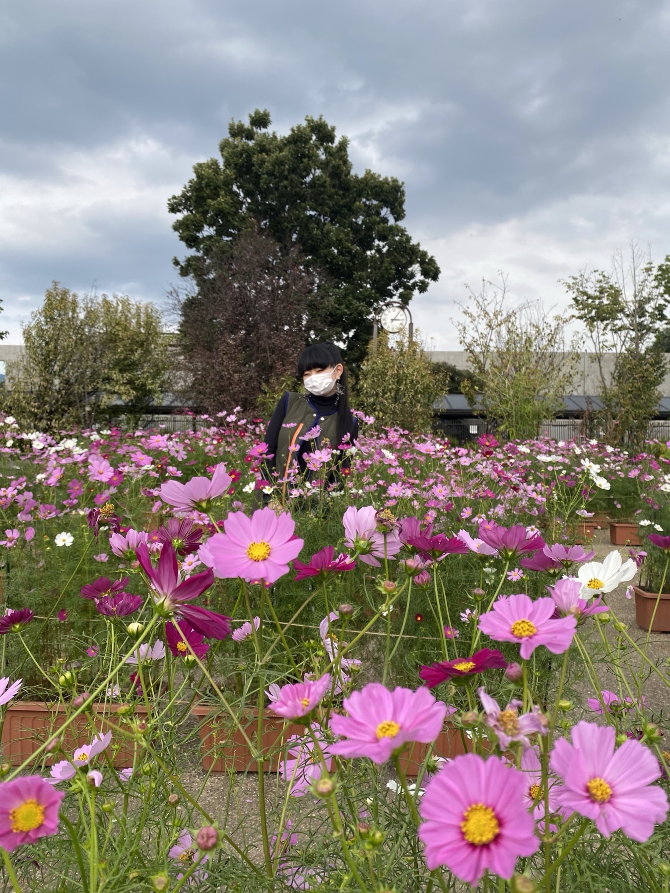 A visitor in a black cap and face mask standing among waist-high pink and white cosmos flowers, with a large tree and grey autumn sky behind, at the Kyoto Prefectural Botanical Garden in October