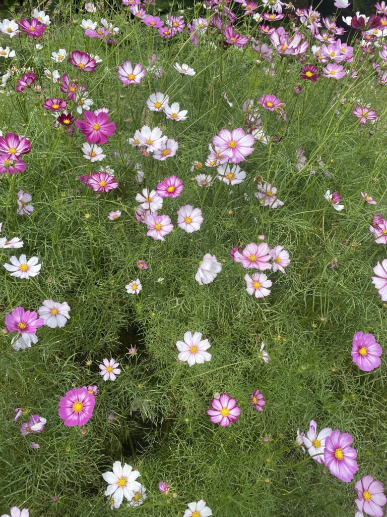 A dense meadow of pink, magenta and white cosmos flowers in full bloom over feathery green foliage at the Kyoto Prefectural Botanical Garden in October, photographed from above on an overcast autumn afternoon