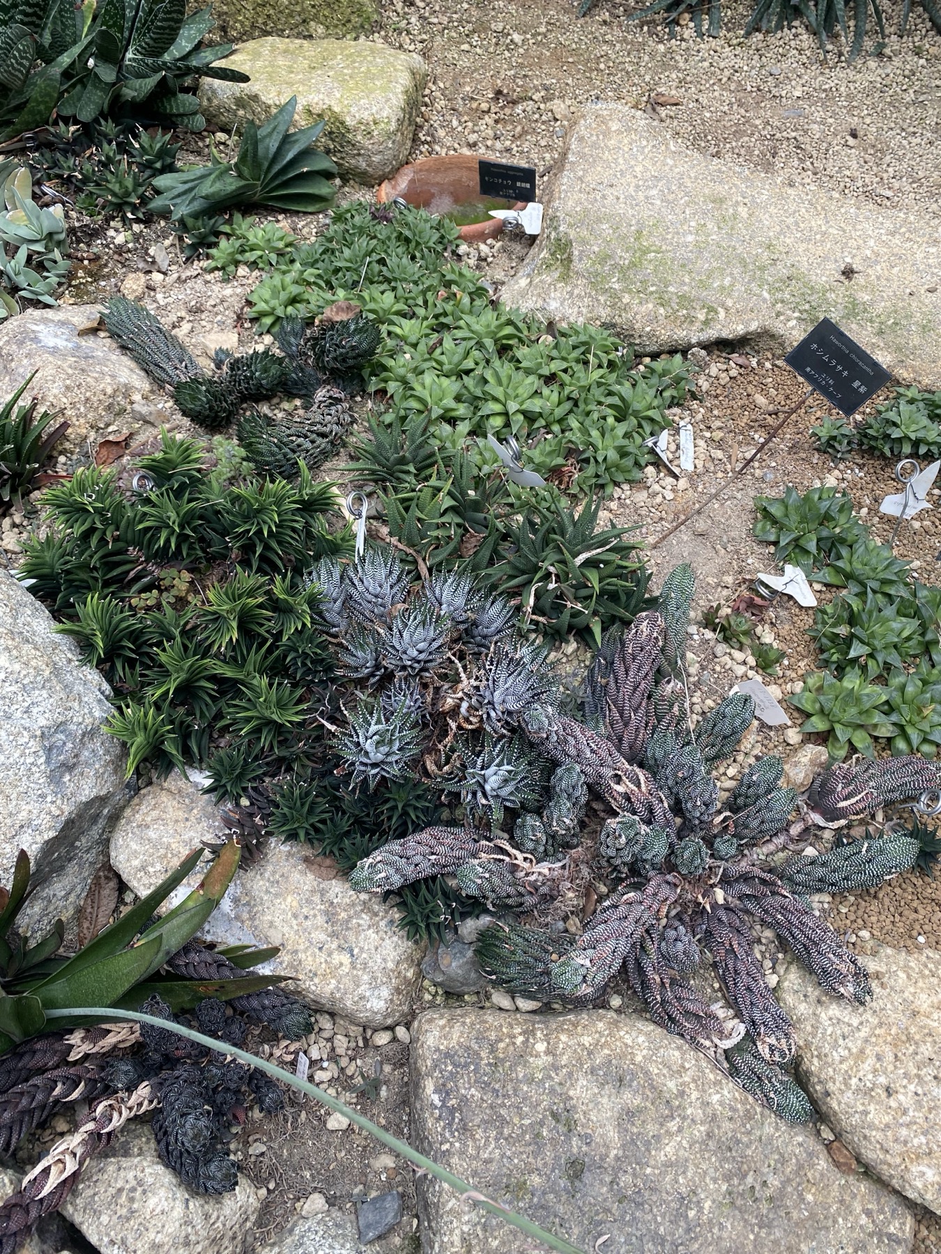 Clusters of small succulents and haworthia growing among rocks and gravel in the arid-plant section of the conservatory at the Kyoto Prefectural Botanical Garden