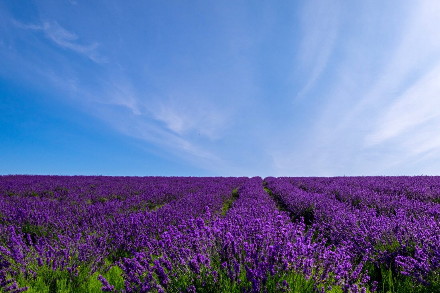 A wide field of purple lavender in full bloom stretching to the horizon under a bright blue summer sky with wispy high clouds in Japan in July