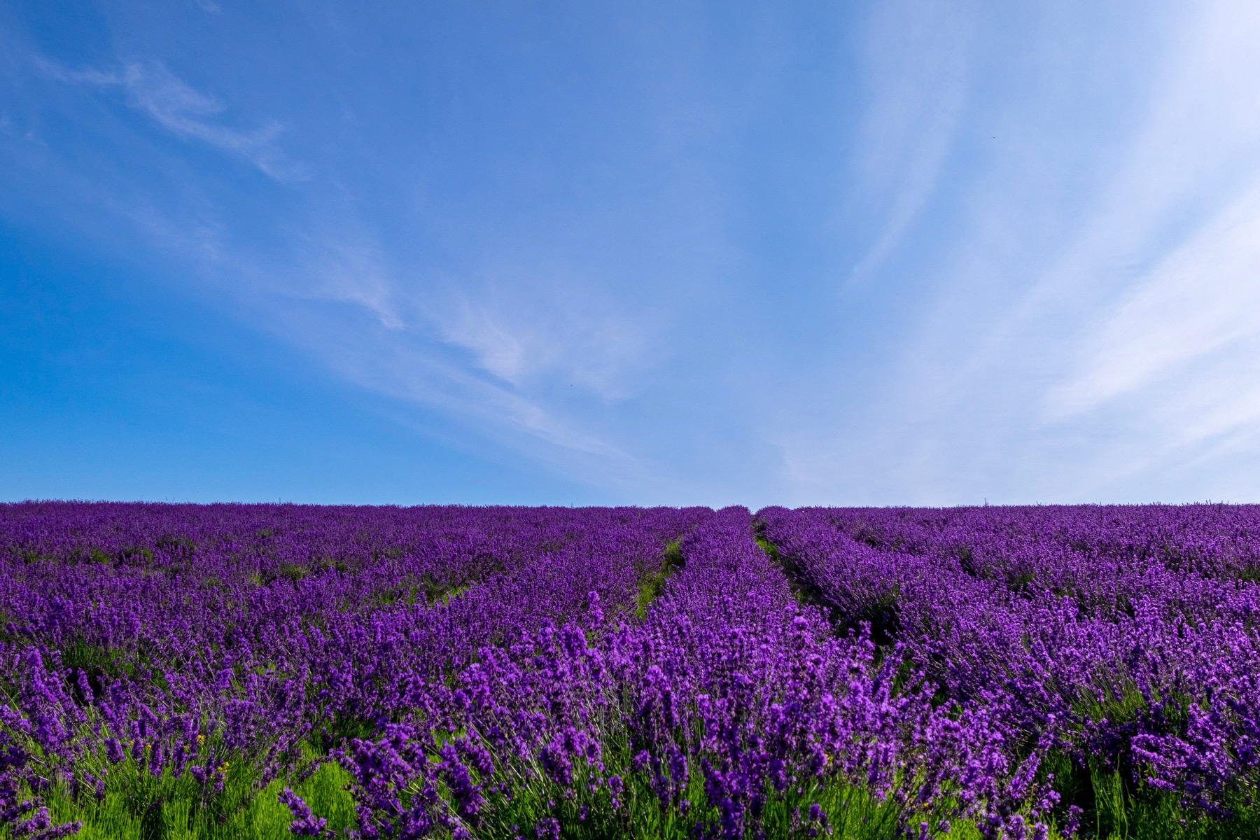 A wide field of purple lavender in full bloom stretching to the horizon under a bright blue summer sky with wispy high clouds in Japan in July