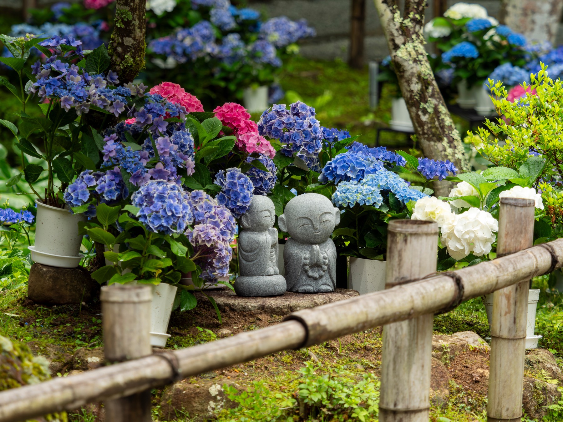A close-up of two small stone Jizo statues sitting side by side among blue and pink hydrangeas behind a low bamboo fence on the mossy temple grounds at Muro-ji in early summer