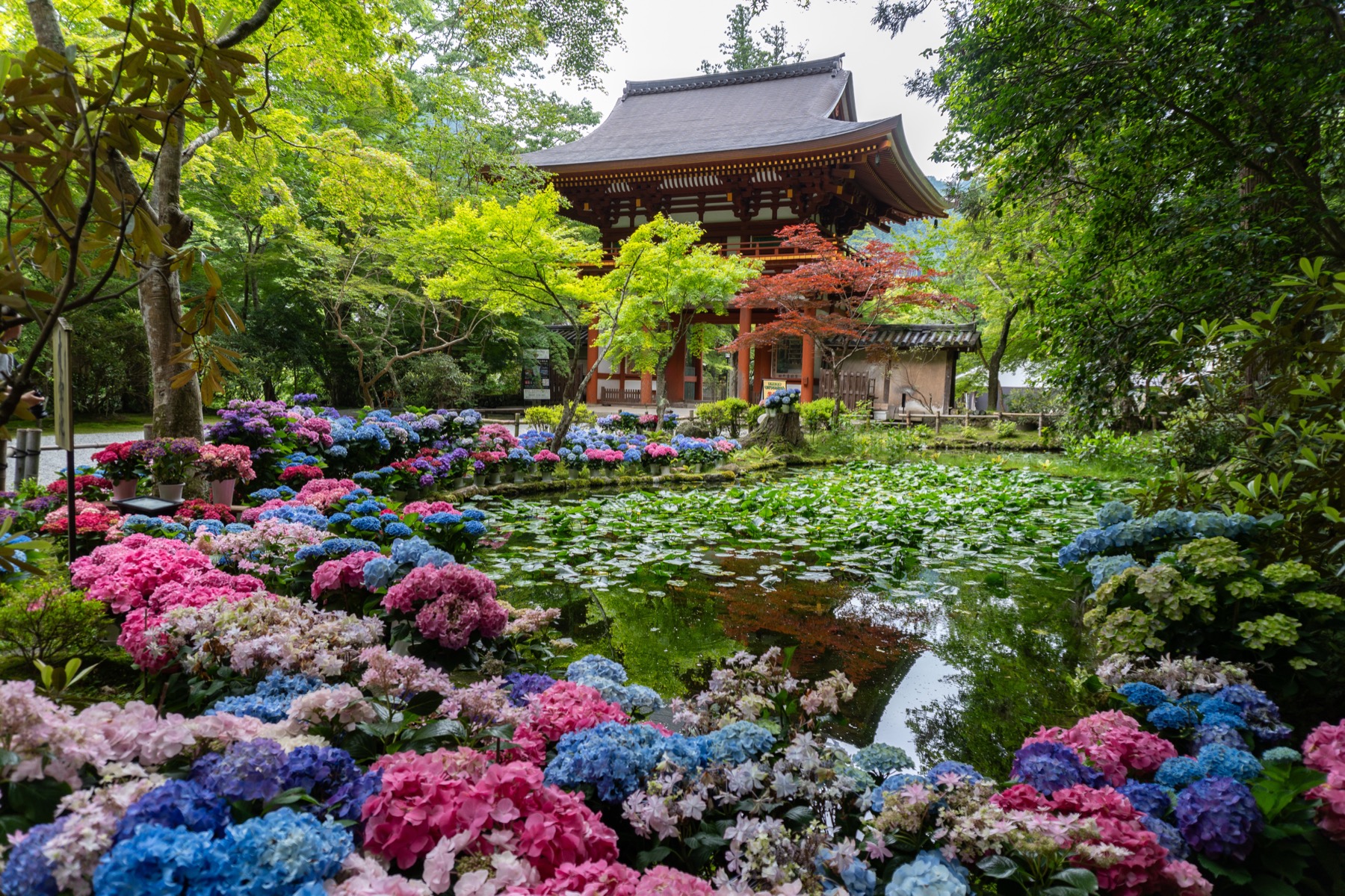 Pink, blue and purple potted hydrangeas massed around a lily-covered pond at Muro-ji in June, with a wooden temple hall and a touch of red maple among the green trees behind