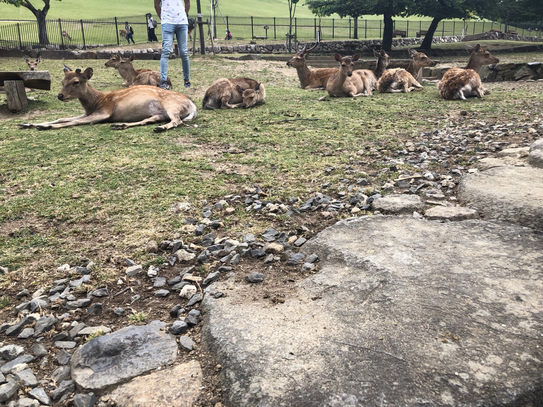 A group of sika deer resting and lying on the grass of Nara Park beside a stone path, with a visitor in jeans standing among them under the trees