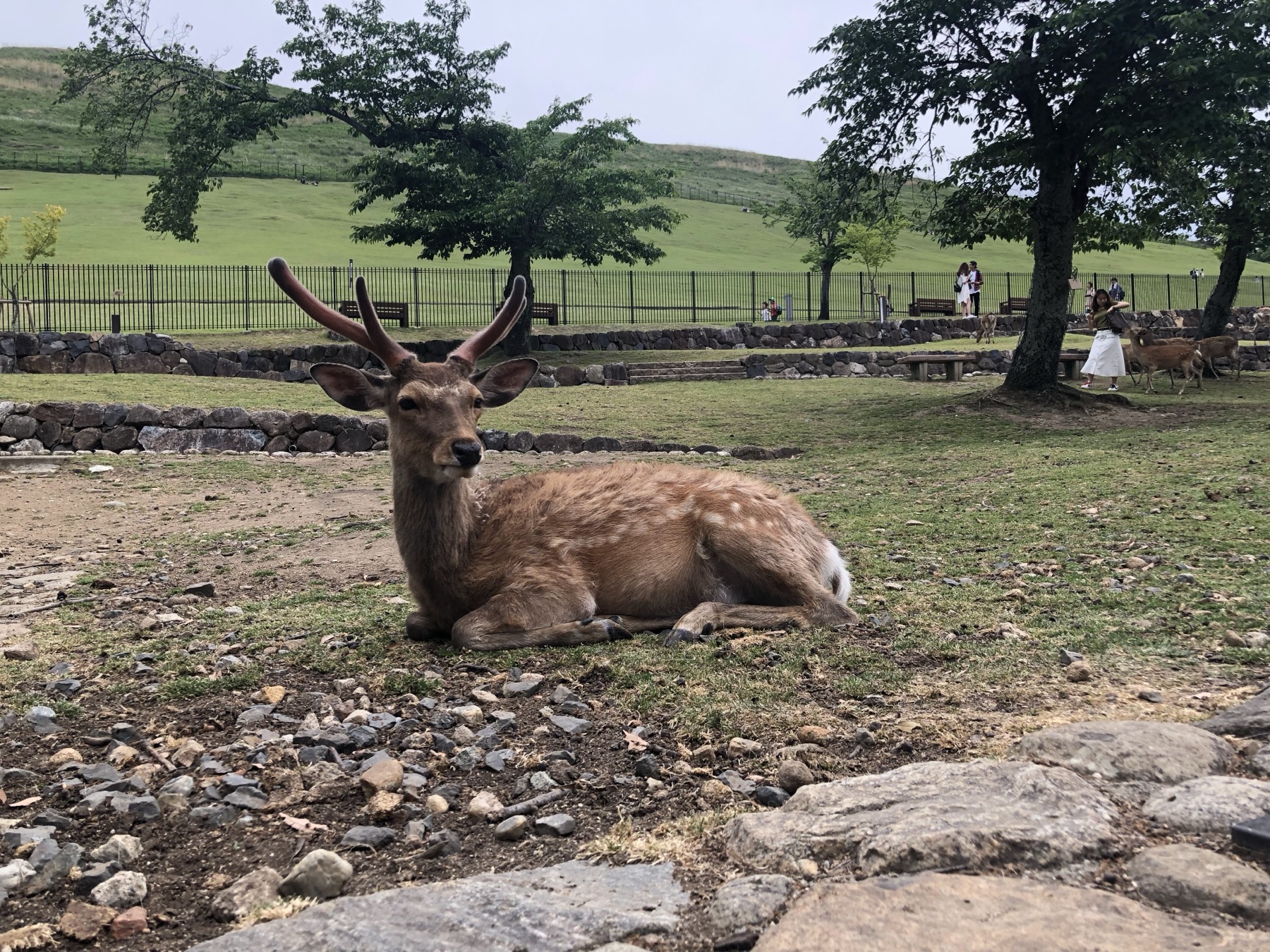 A single sika deer stag with short antlers lying calmly on the grass and gravel of Nara Park, looking toward the camera, with the green hills of the park behind