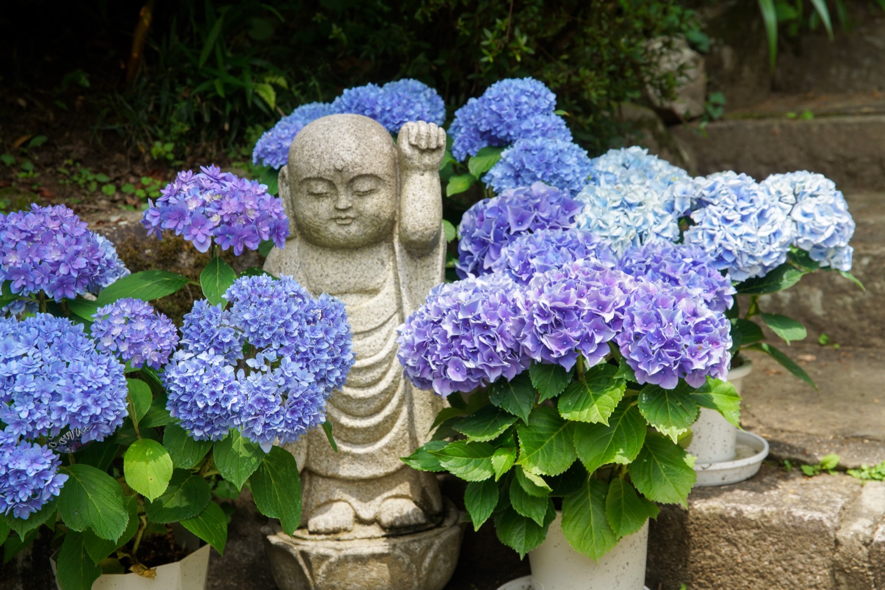A small stone child-monk statue with one fist raised, surrounded by potted purple and blue hydrangeas on stone steps at Okadera Temple in Asuka, Nara, during the early-summer hydrangea season.