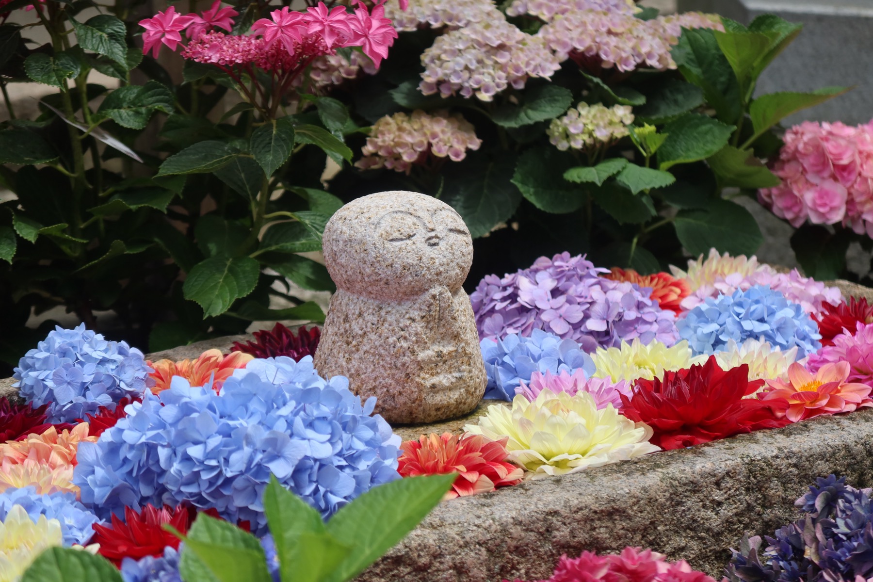A small round stone Jizo statue sitting in a stone water basin filled with floating blue and pink hydrangeas and colorful dahlias, the flower chozu display at Okadera Temple in Asuka, Nara.