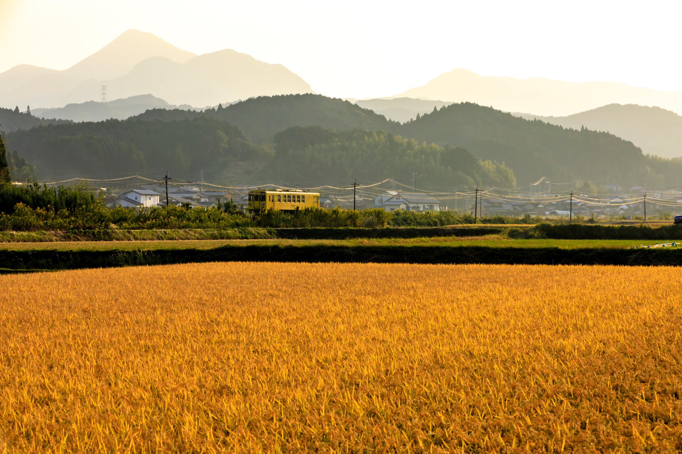 A single yellow local railcar crossing golden ripe rice fields at sunset with layered blue mountains behind, a rural railway scene in the Saga countryside of Kyushu