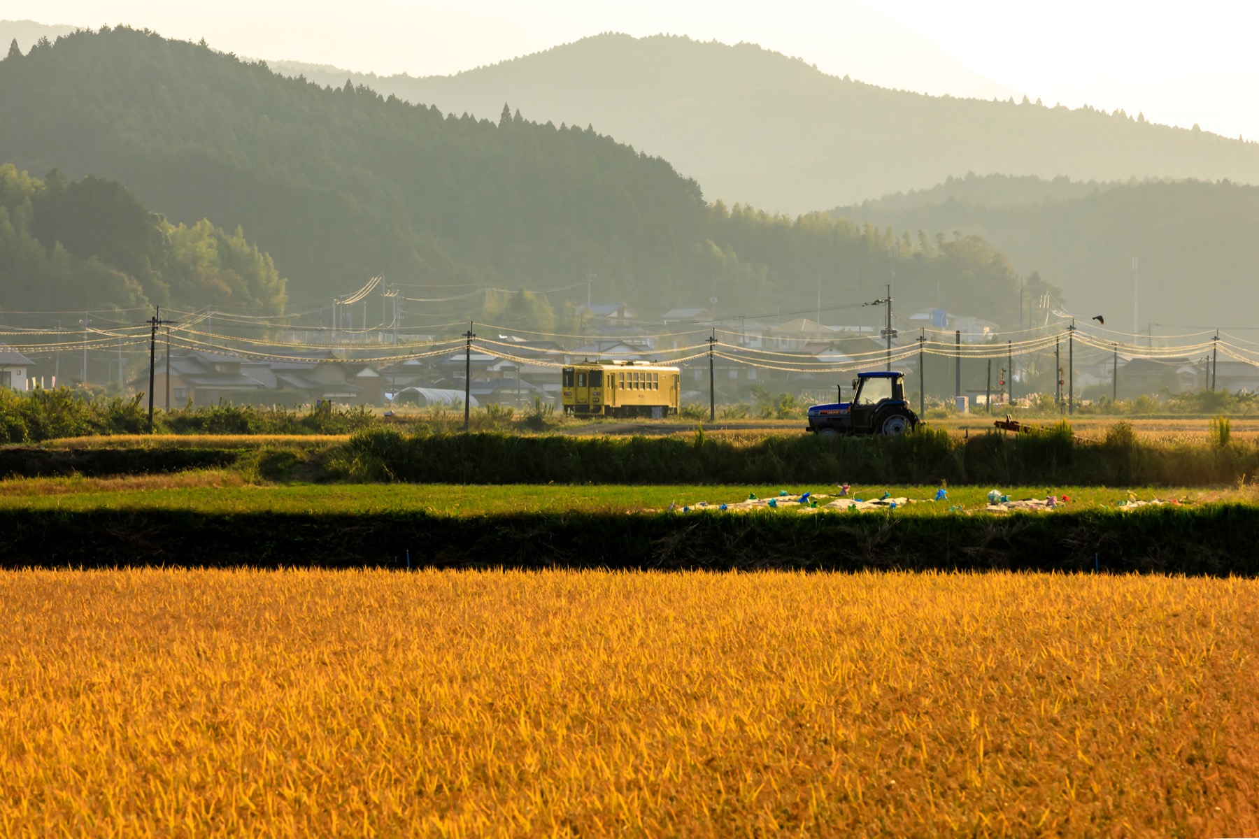 A yellow single-car train and a tractor working golden rice fields under hazy mountains in rural Saga, a quiet countryside scene on a local Kyushu railway