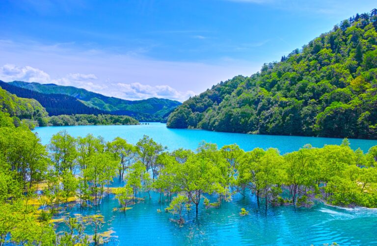The submerged forest of Lake Shusenko in Kitaakita, Akita: fresh green trees standing in vivid turquoise reservoir water in late spring, with green forested hills behind under a blue sky