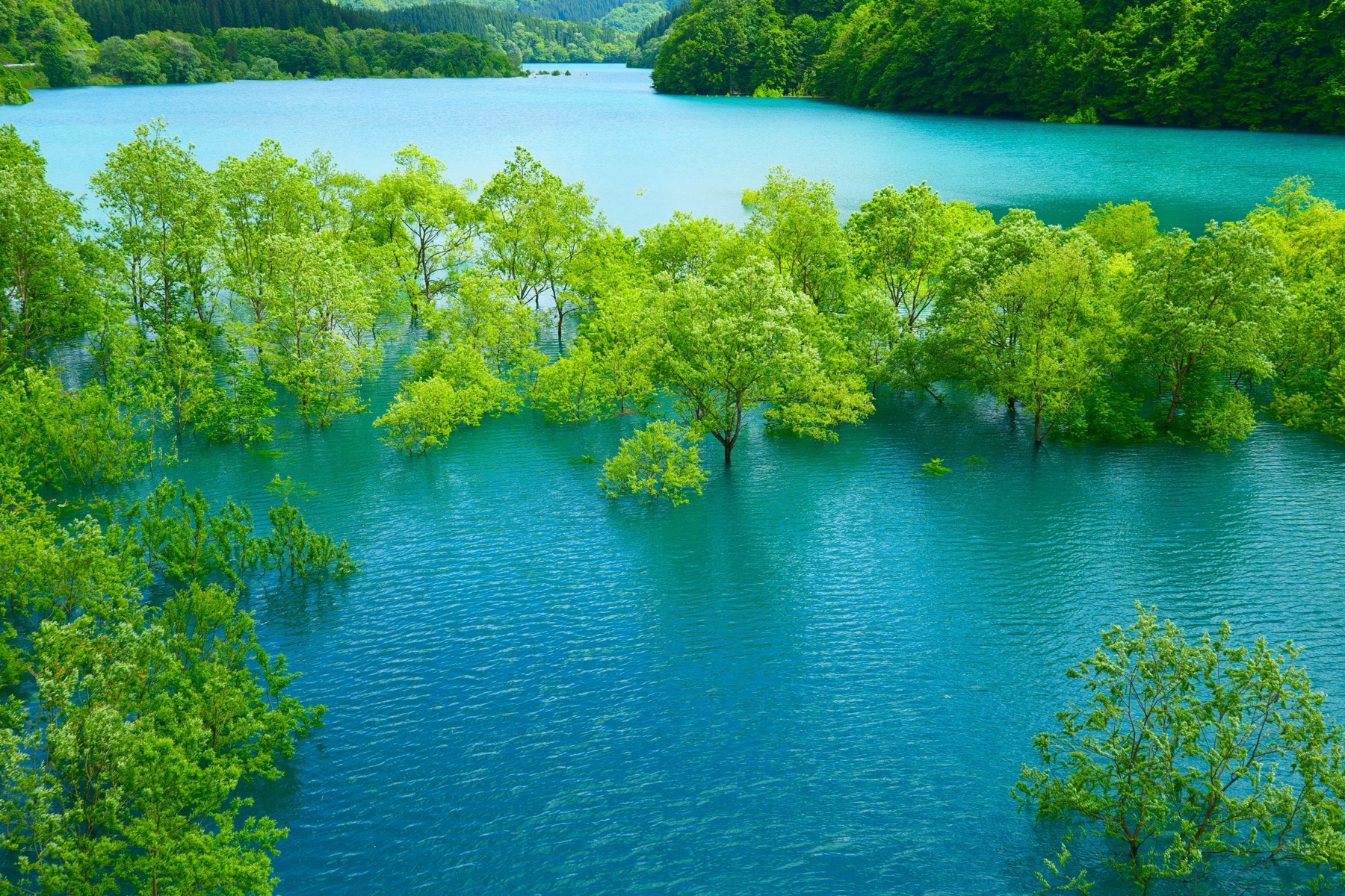 A close view of leafy green trees standing directly in the blue-green water of Lake Shusenko, the submerged forest that appears each spring as the reservoir fills with snowmelt