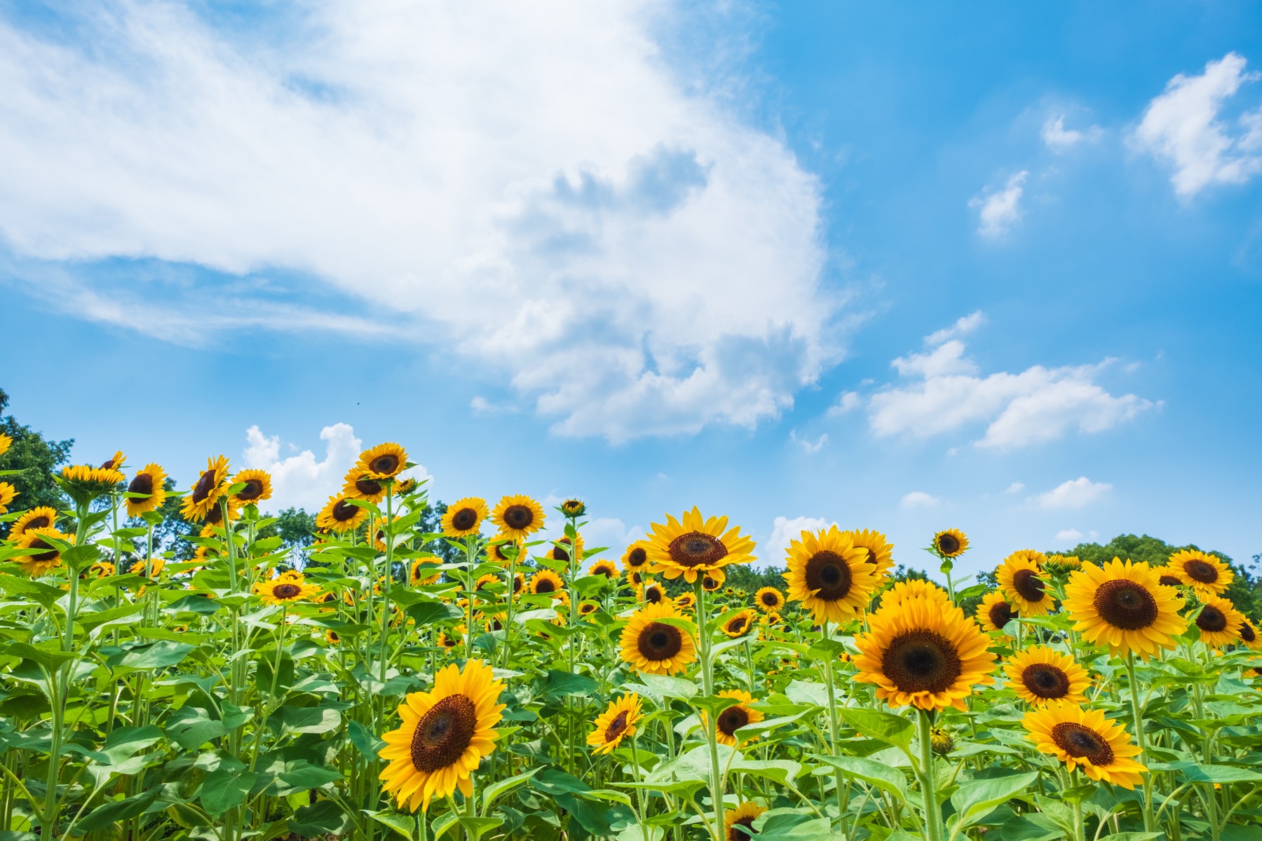 A field of sunflowers in full bloom turning toward the sky, bright yellow petals and green stalks under a blue summer sky with soft white clouds in Japan in August