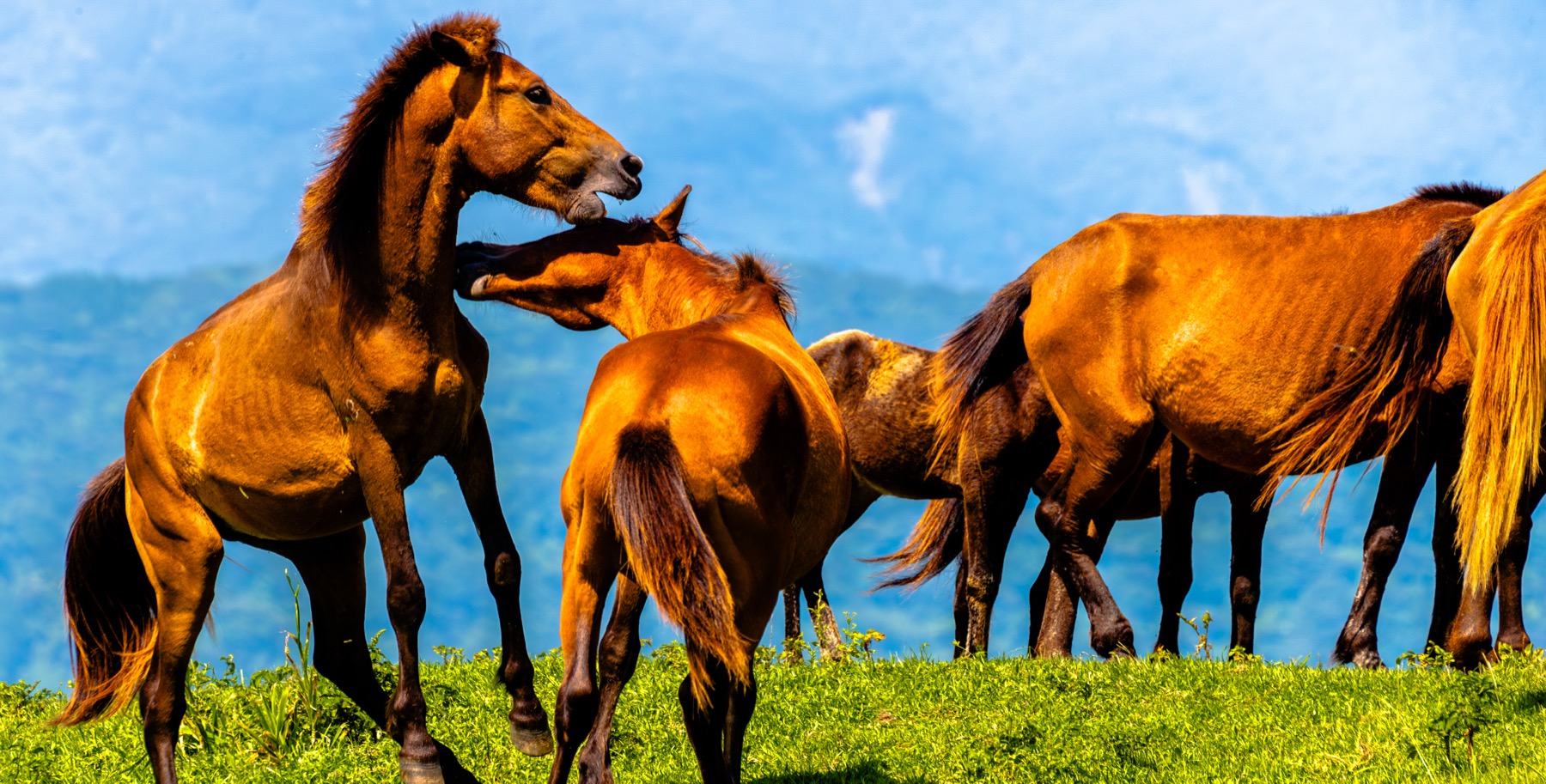 A group of wild Misaki horses, one rearing in play, on the grassland of Cape Toi in Miyazaki, brown horses lit by low sun against blue hills.
