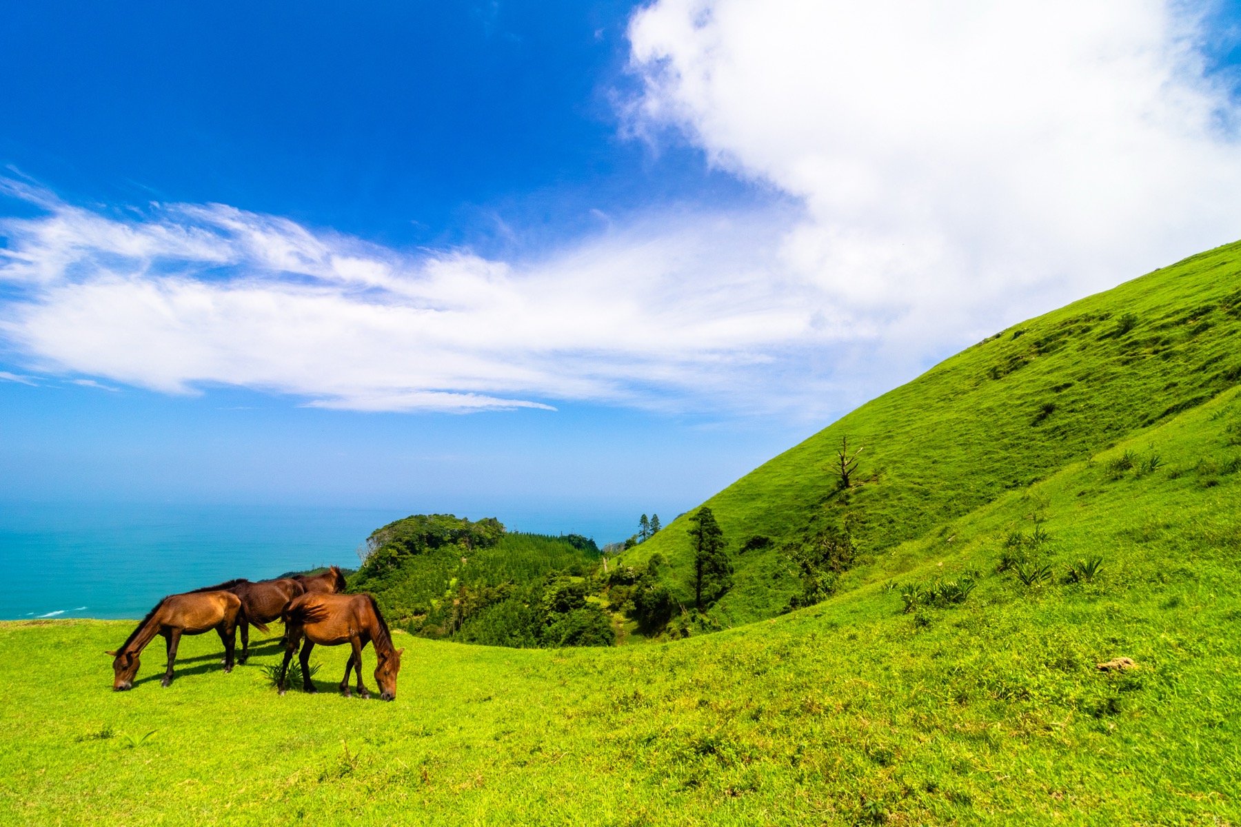 Wild Misaki horses grazing on a green hillside slope above the sea at Cape Toi, Kushima, Miyazaki, under a blue sky with clouds.