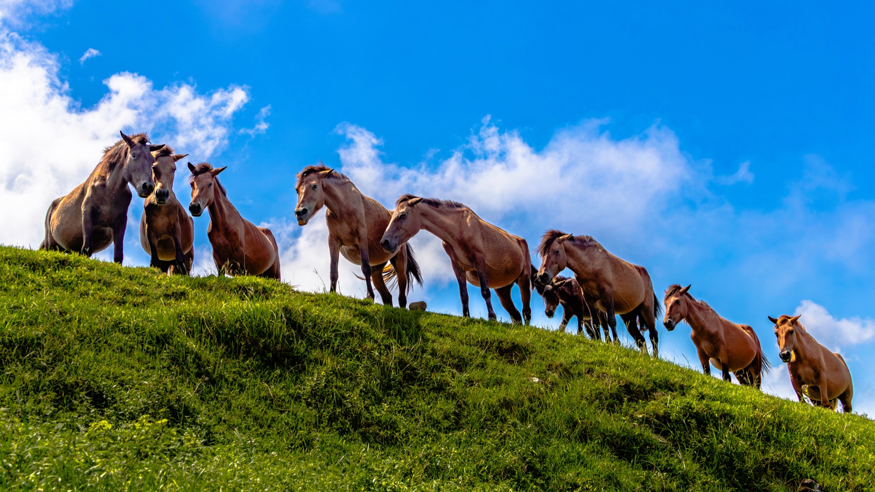 A line of wild Misaki horses standing along a grassy ridge against a blue sky at Cape Toi, Kushima, Miyazaki, seen from below.