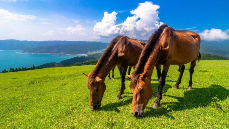 Two wild Misaki horses grazing on green clifftop grassland at Cape Toi in Miyazaki, with the blue sea and coastline behind under a bright sky.