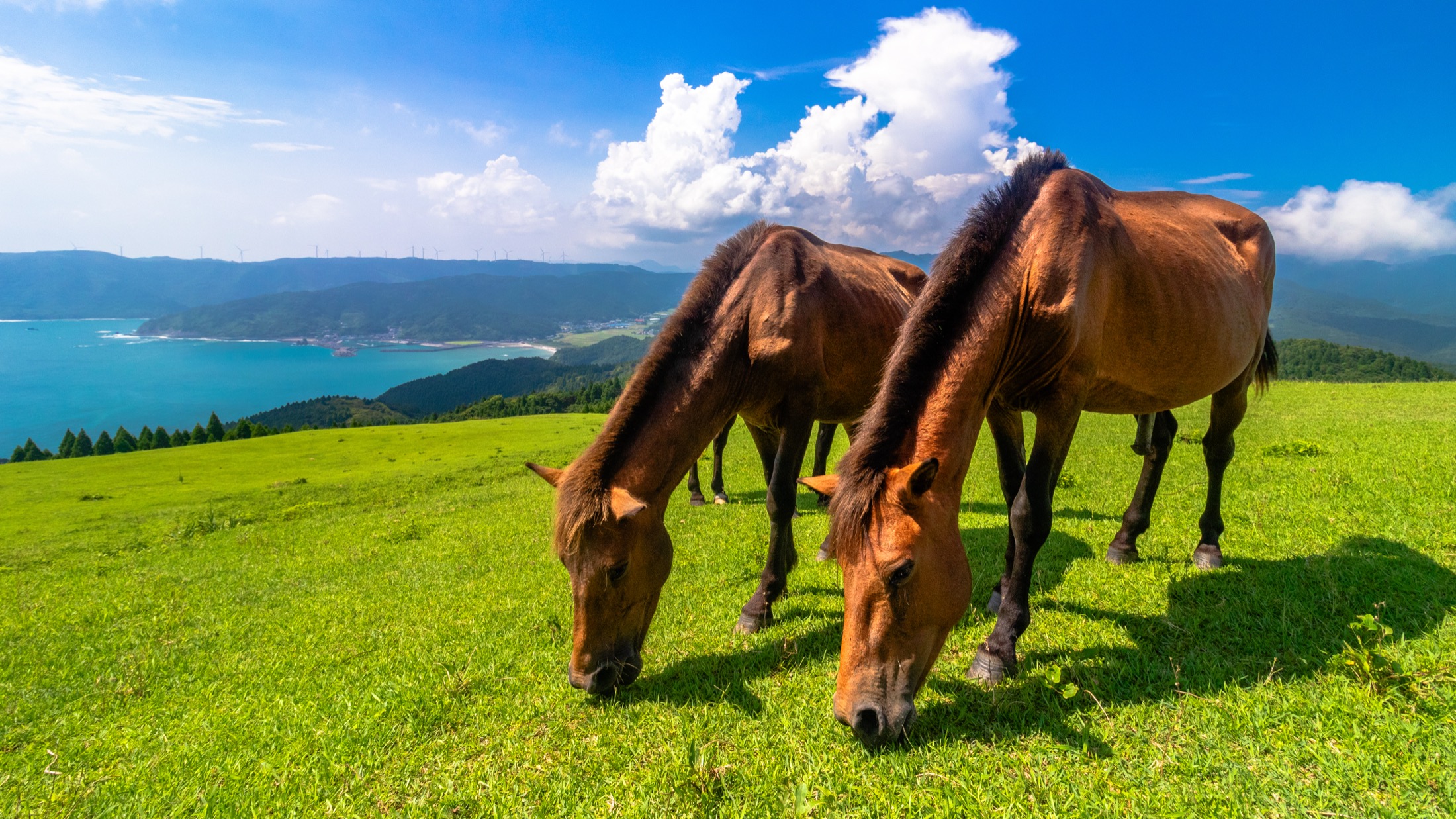 Two wild Misaki horses grazing on green clifftop grassland at Cape Toi in Miyazaki, with the blue sea and coastline behind under a bright sky.