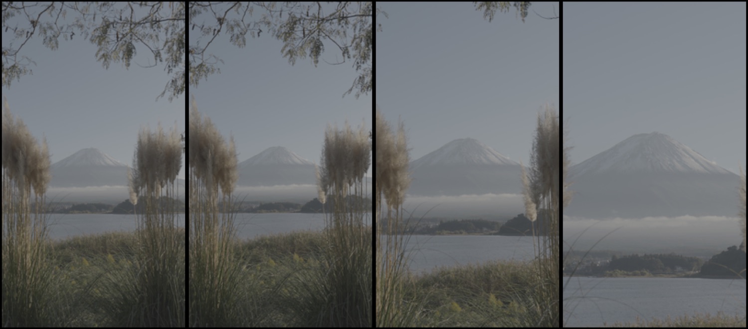 Pampas grass and Mt Fuji across Lake Kawaguchi