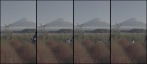 Mt Fuji and autumn grasses across Lake Kawaguchi on the north shore near Oishi Park