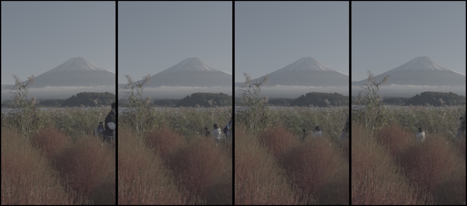 Mt Fuji and autumn grasses across Lake Kawaguchi on the north shore near Oishi Park