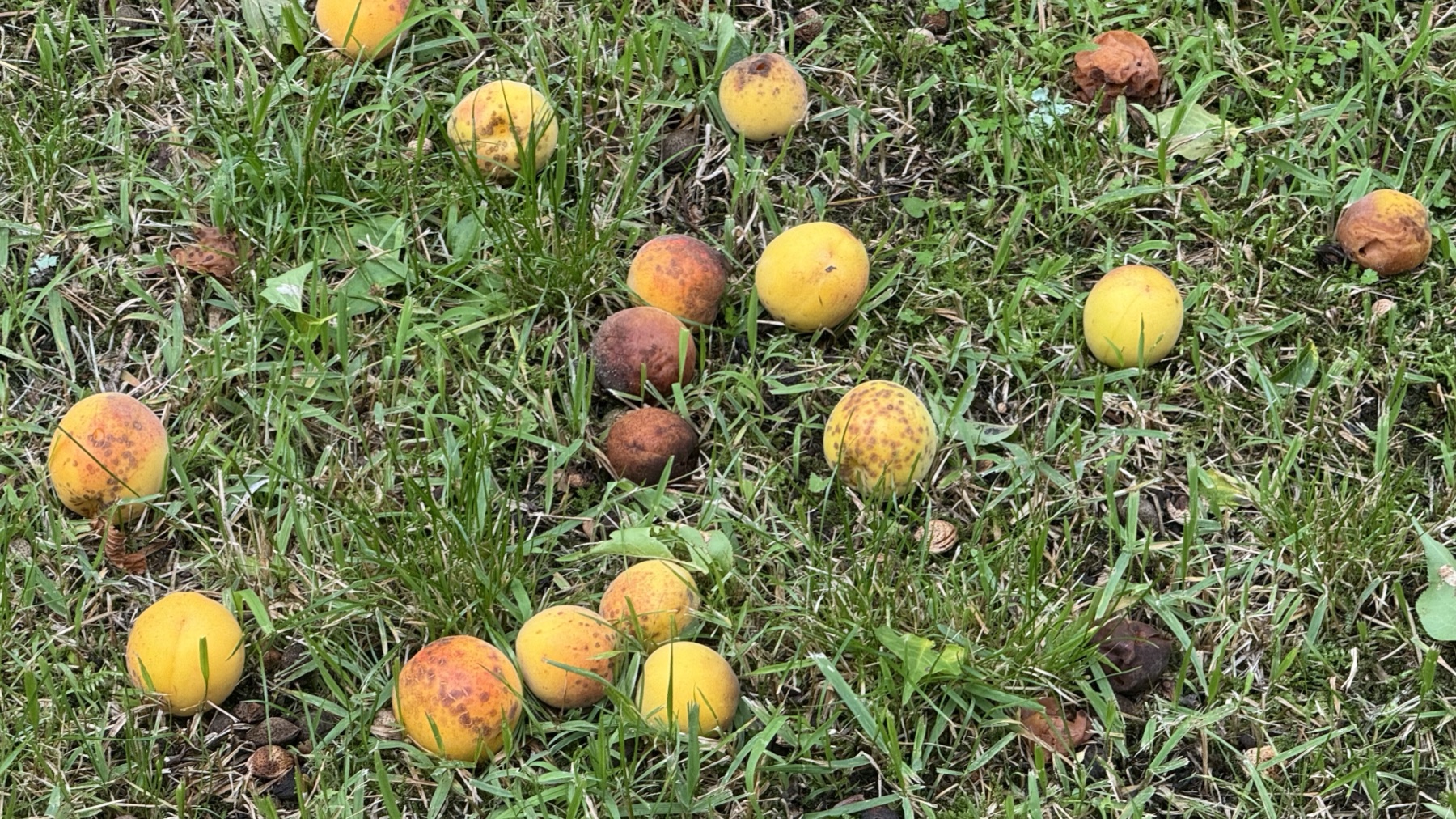 Yellow and green ume plums fallen on the grass beneath a plum tree on the garden lawn at Toraya Kobo in Gotemba during the June plum season