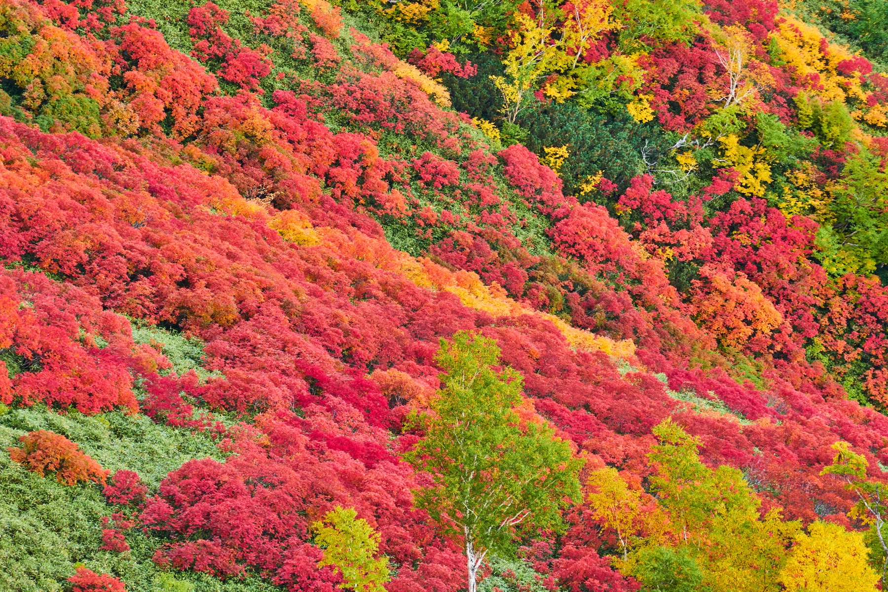 Autumn colour along the Mount Akadake hiking trail above Ginsendai in Daisetsuzan National Park, with bands of crimson and orange alpine vegetation across the slopes under September light