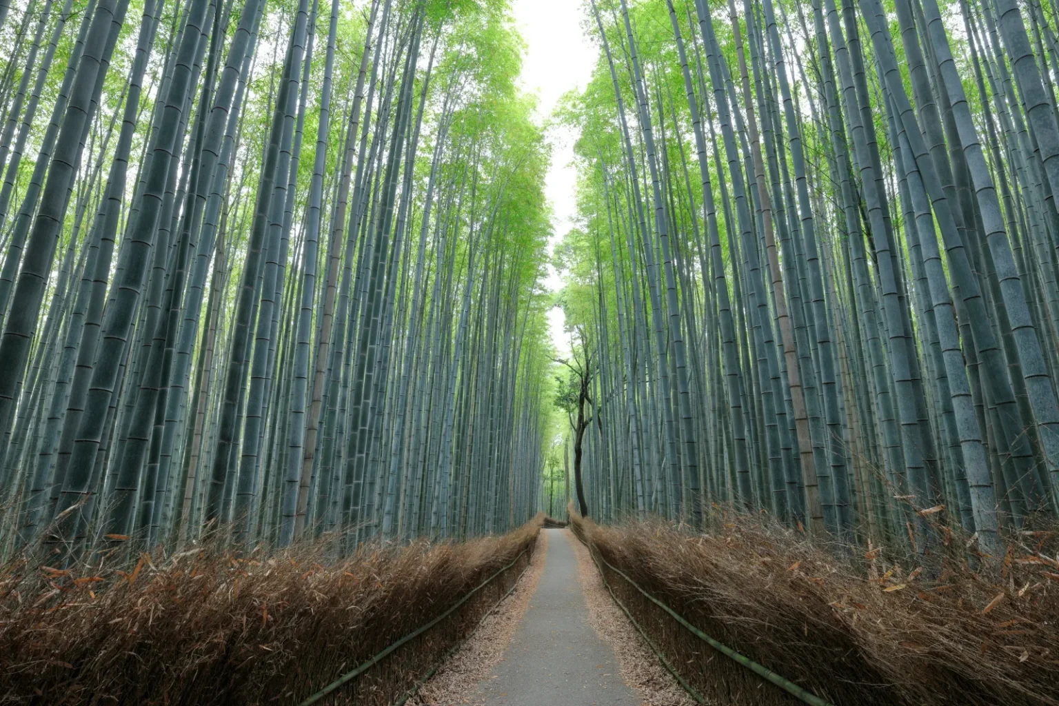 The bamboo grove path in Arashiyama Kyoto with tall green bamboo arching over the walking trail and morning light filtering through the canopy