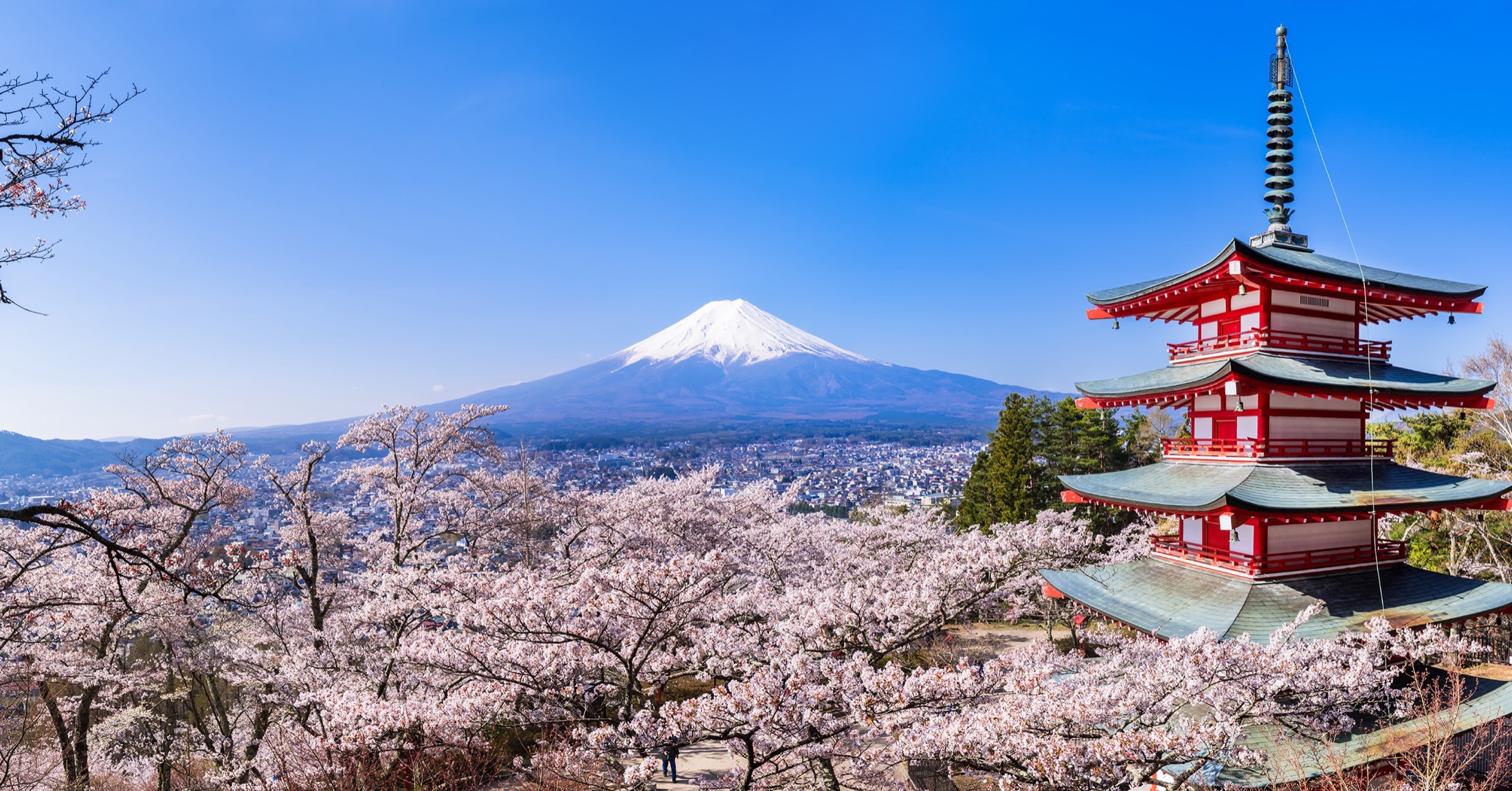Panoramic view from Arakurayama Sengen Park: the five-storied Chureito Pagoda on the right, a sea of blooming somei-yoshino cherry trees below, and snow-capped Mt. Fuji rising over Fujiyoshida city under a clear blue spring sky