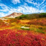 Crimson and gold alpine vegetation covering the slopes of Asahidake in Daisetsuzan National Park, Hokkaido, in September - the first place in Japan to turn each autumn, under a blue sky with drifting clouds