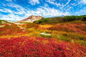 Crimson and gold alpine vegetation covering the slopes of Asahidake in Daisetsuzan National Park, Hokkaido, in September - the first place in Japan to turn each autumn, under a blue sky with drifting clouds