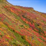 Crimson and gold autumn colour banding across the alpine slopes above the Ginsendai trailhead on Mount Akadake in Daisetsuzan National Park, Hokkaido, under a clear blue September sky