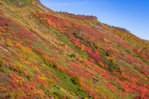Crimson and gold autumn colour banding across the alpine slopes above the Ginsendai trailhead on Mount Akadake in Daisetsuzan National Park, Hokkaido, under a clear blue September sky