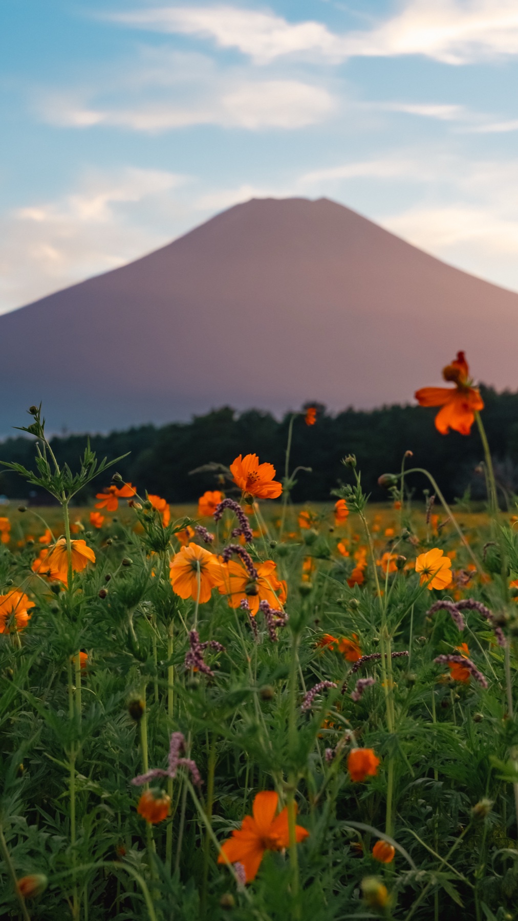 Individual orange kibana cosmos flowers stand sharp in the foreground while Mt Fuji sits soft and pink-lit behind the treeline at Hana no Miyako Koen in late August evening light.