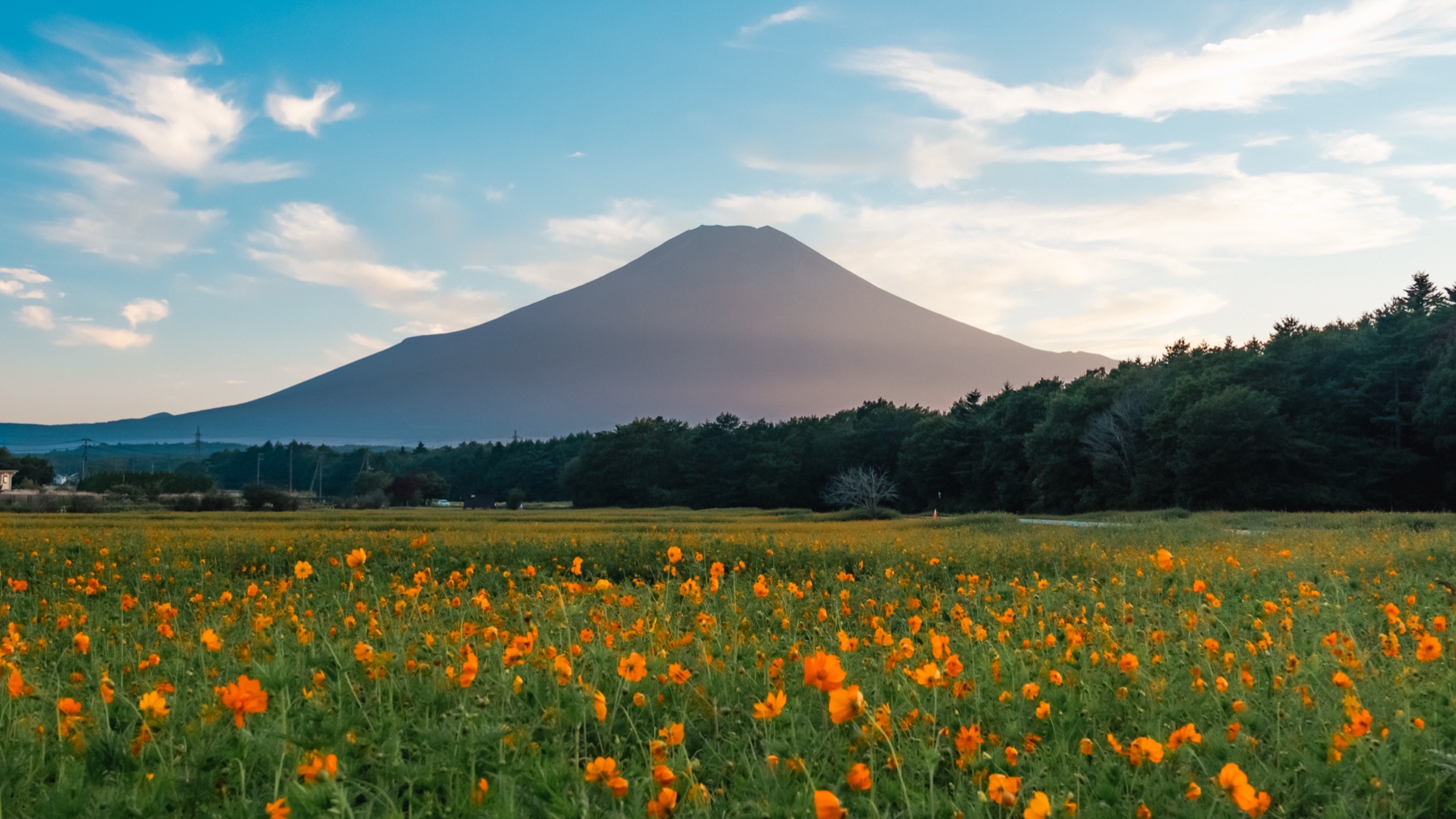 A vertical view across dense orange kibana cosmos toward Mt Fuji at Hana no Miyako Koen near Lake Yamanaka, the mountain catching the last warm light above a band of forest.