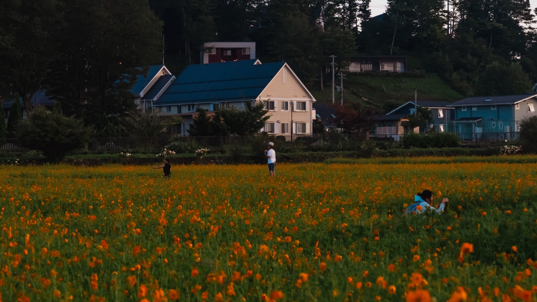 Blue-roofed village houses on the hillside above a broad field of orange kibana cosmos at Hana no Miyako Koen, with a few visitors walking the paths between the flowers in soft evening light.