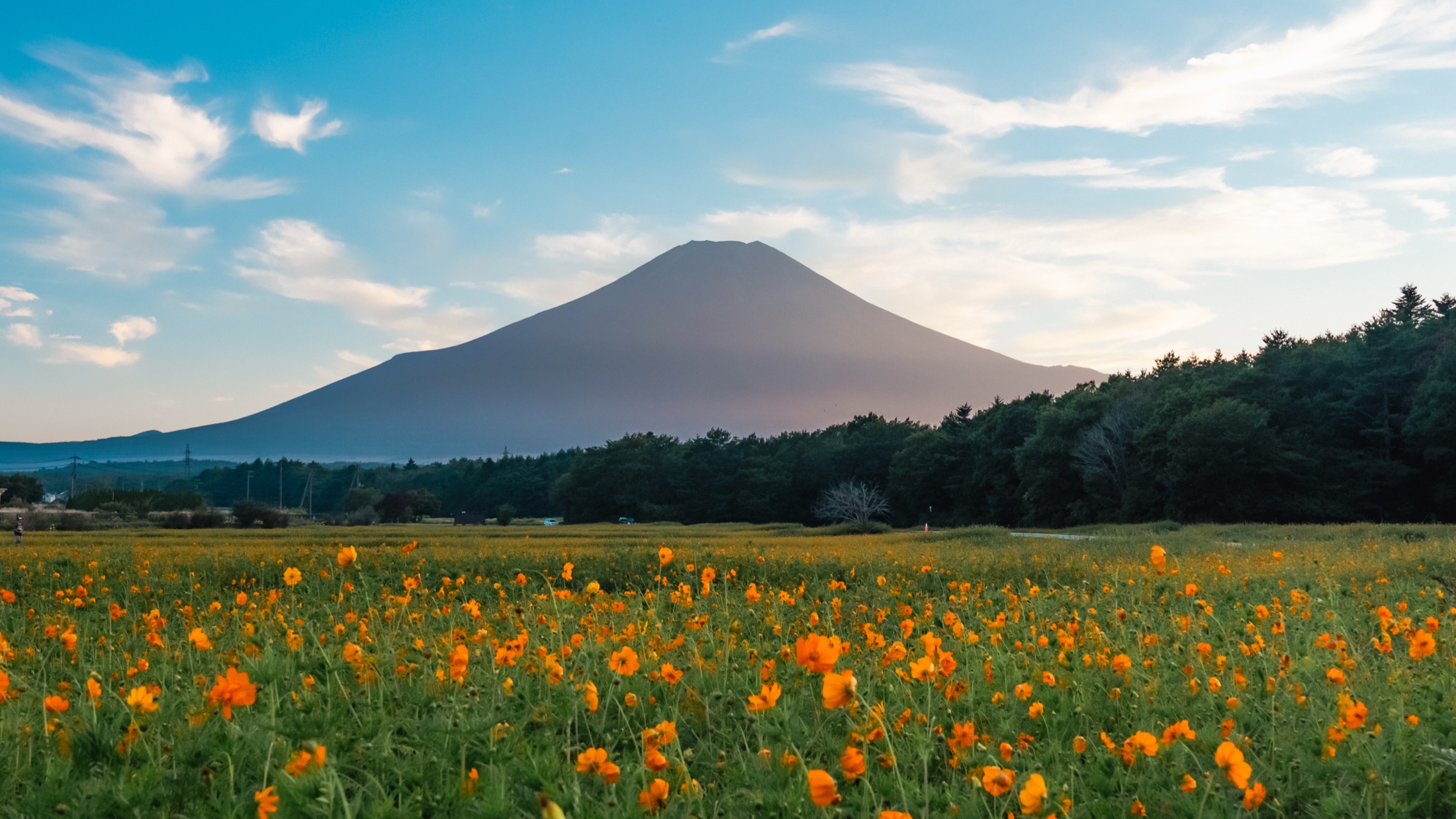 A wide field of orange kibana cosmos in full bloom stretches to a dark treeline at Hana no Miyako Koen, with the bare late-summer cone of Mt Fuji rising under a blue sky streaked with high cloud in the evening light.