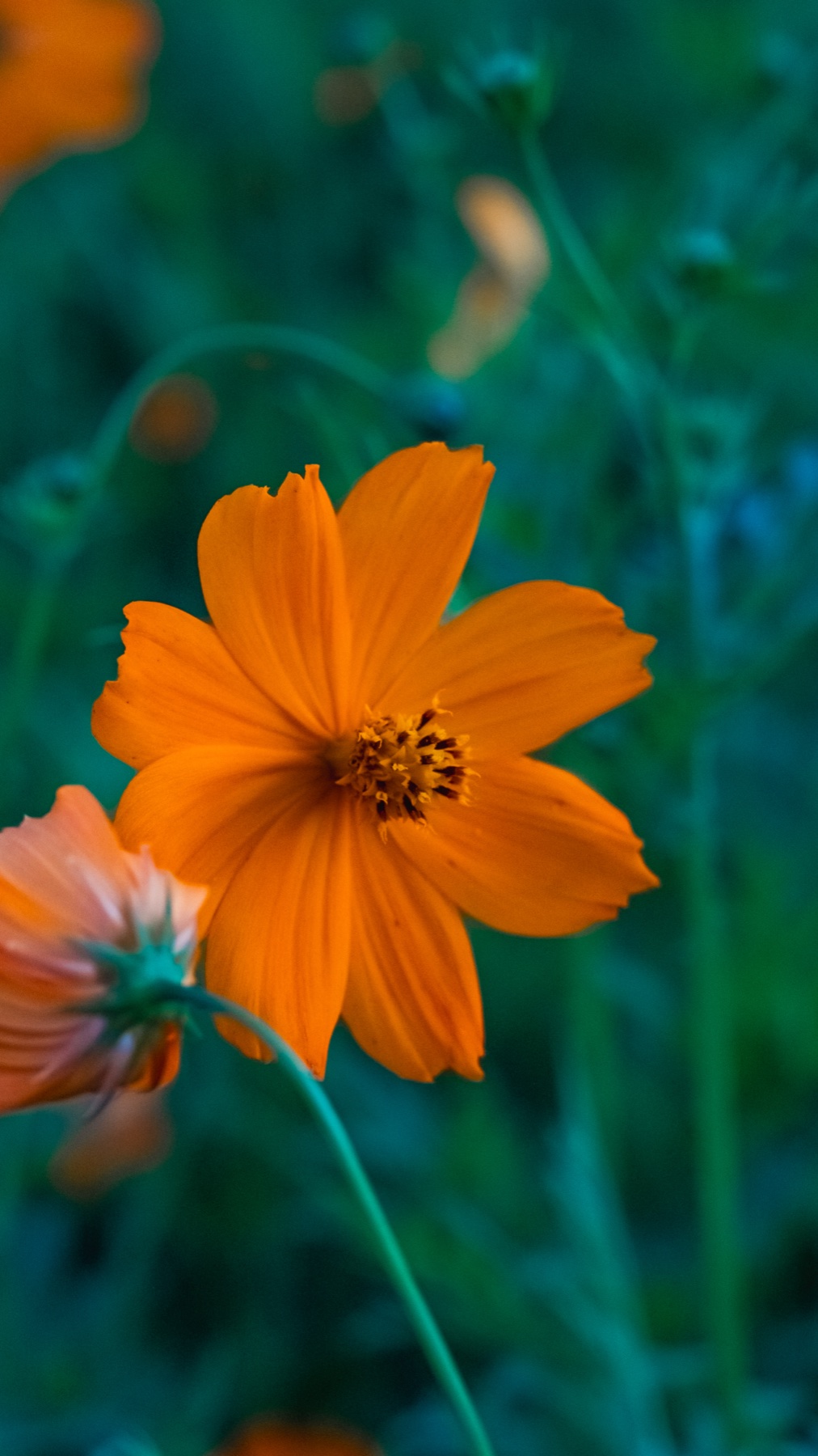 A single orange kibana cosmos flower in sharp focus against a soft green background of stems and buds, showing the eight broad petals and dark central disc of Cosmos sulphureus.