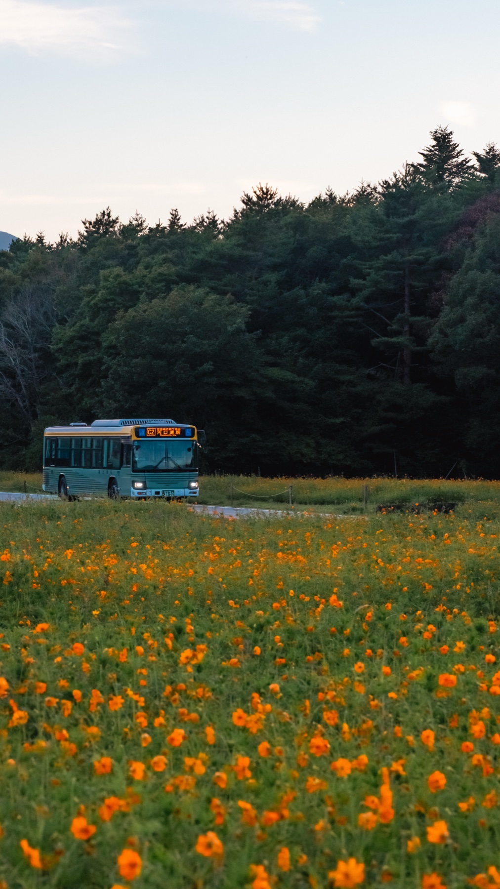 A pale blue Fujikyu local bus with an orange destination display passing a field of orange kibana cosmos in the Fuji Five Lakes area