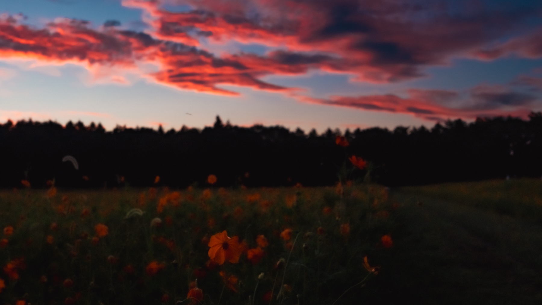 Bands of vivid red and pink sunset cloud burn above the dark treeline while the orange kibana cosmos field below falls into shadow at Hana no Miyako Koen after the park has closed for the day.