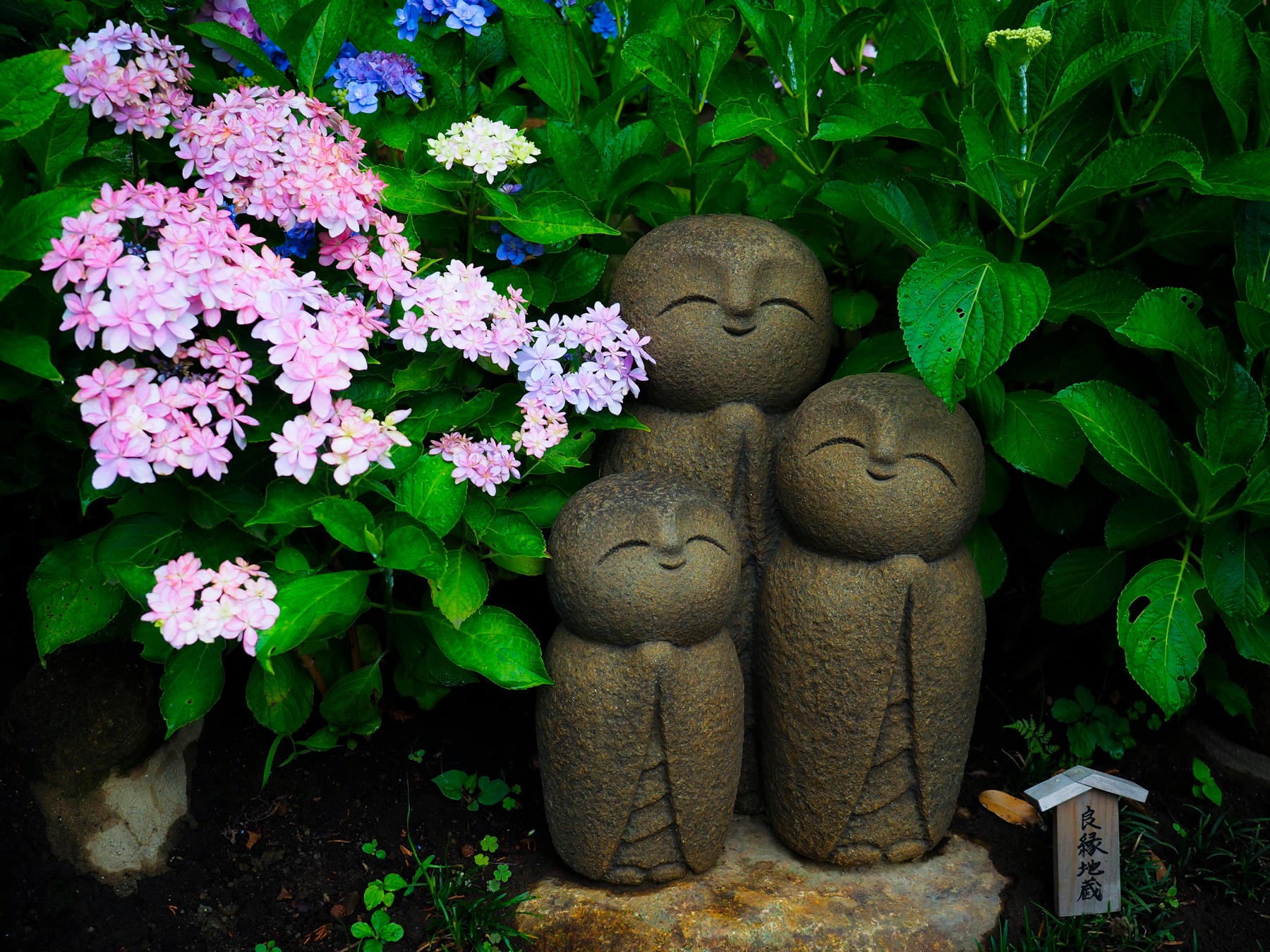 Three small smiling Ryoen Jizo stone statues surrounded by pink and blue hydrangea blooms at Hasedera temple in Kamakura, with a wooden signpost reading Ryoen Jizo beside them during the June rainy season
