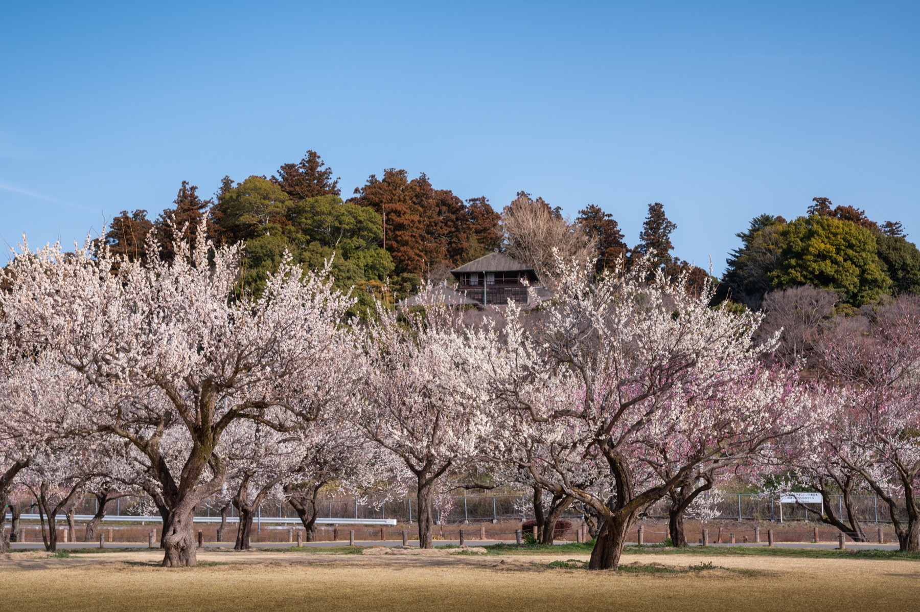 Kairakuen garden in Mito at full plum blossom, rows of white and pink flowering plum trees under a blue late-winter sky with the Kobuntei pavilion visible on the hill behind the grove