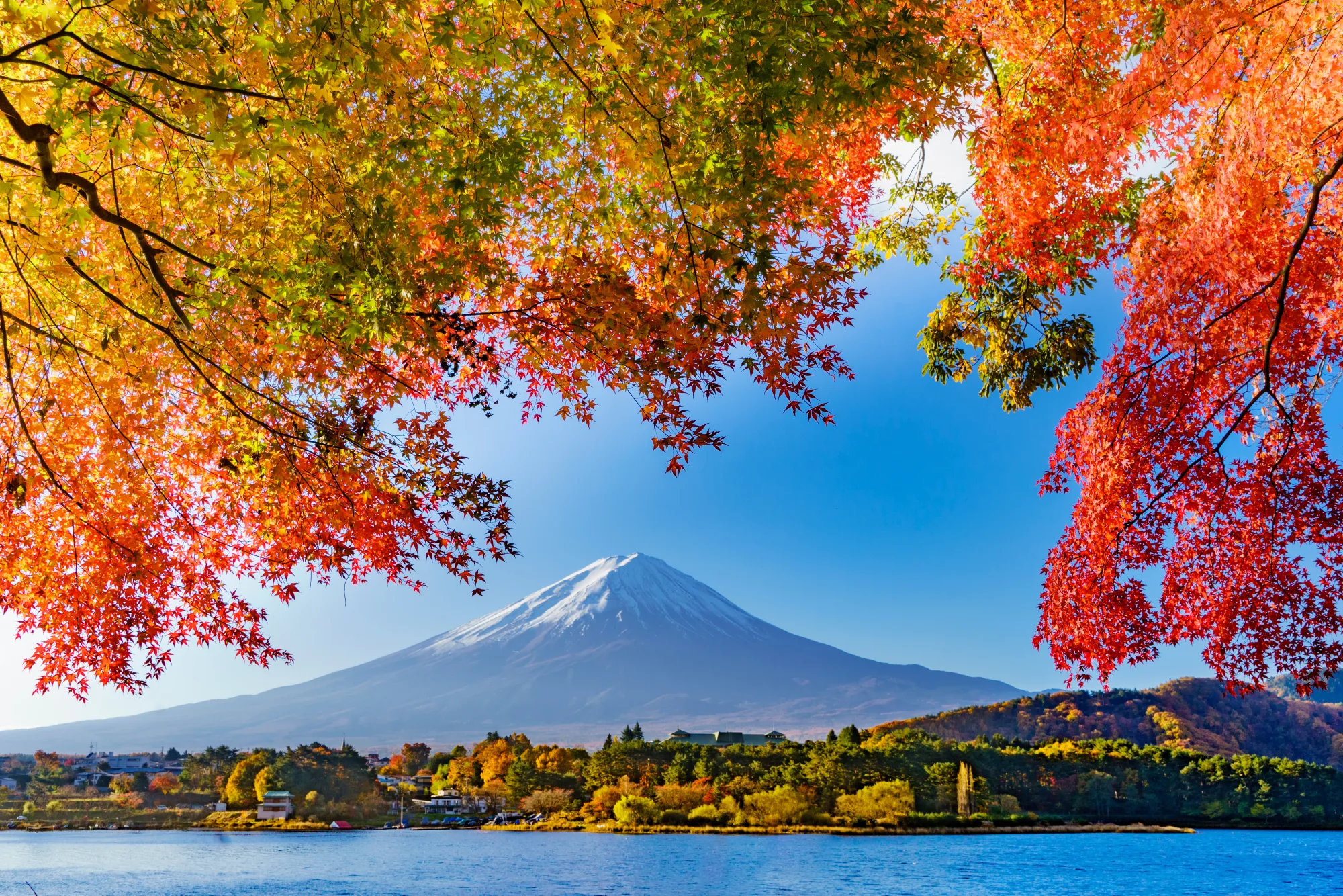 Red maples framing Mount Fuji at the Momiji Tunnel beside Lake Kawaguchi