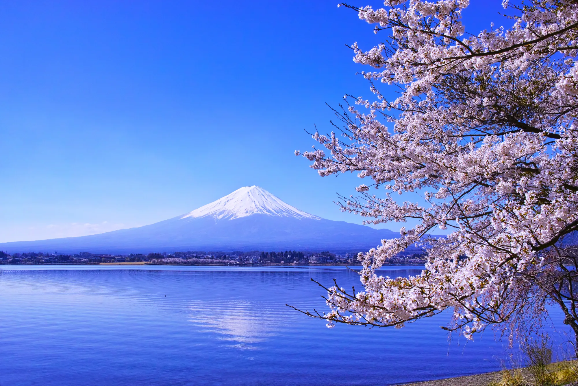 Full-bloom cherry blossoms framing Mount Fuji across Lake Kawaguchiko from the northern shore in spring, with pink petals in the foreground and the snow-capped peak under a clear sky