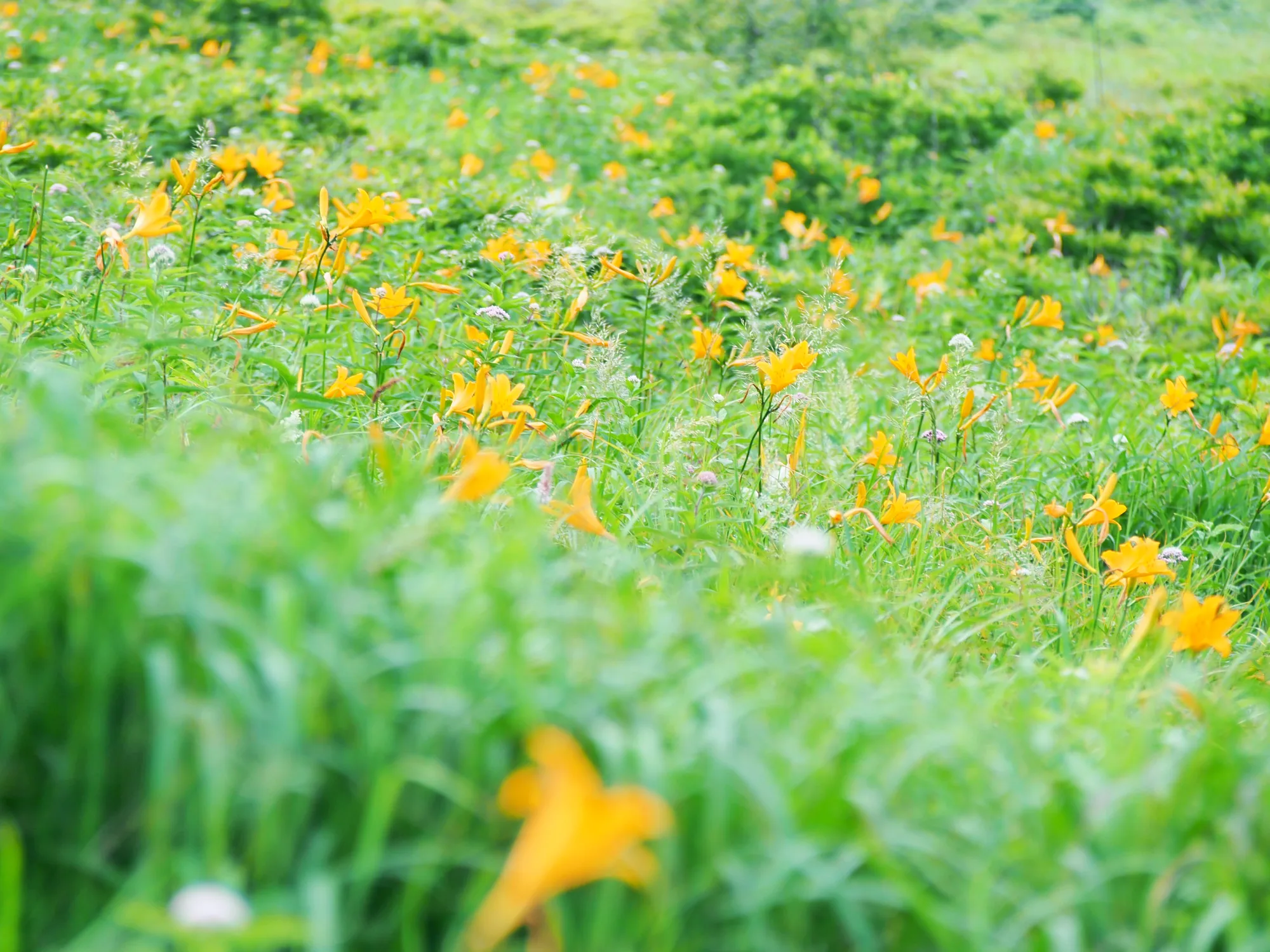Orange nikkokisuge daylilies blooming across the Kirigamine highlands in July