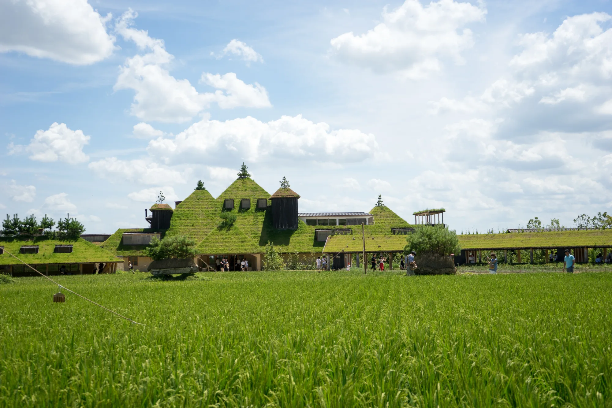 The turf-covered grass roof of the main building at La Collina Omihachiman rising from the fields, Shiga